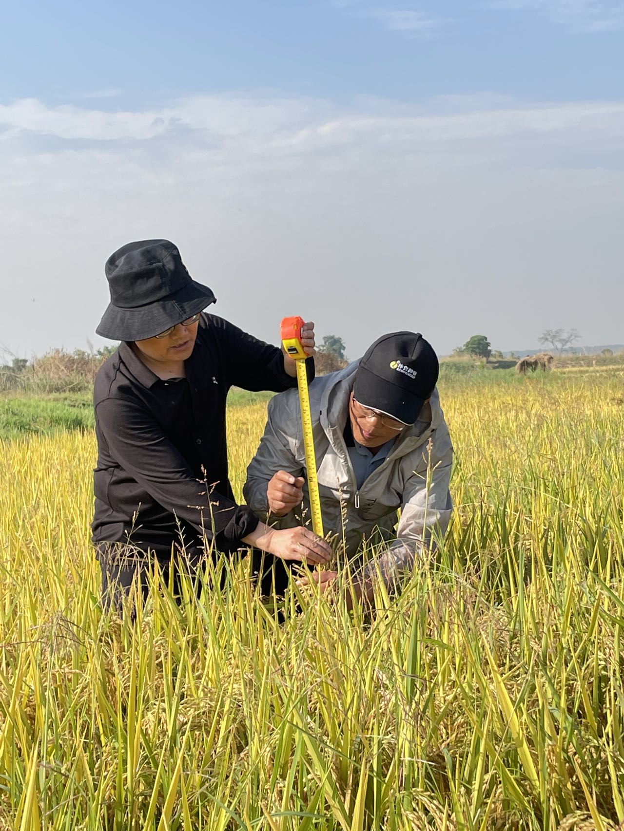 测量水稻高度.jpg